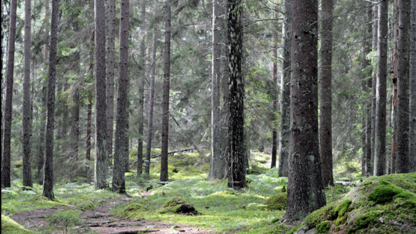 Ruotsin valtakunnan metsien uusin inventointi toi iloisen uutisen metsänkasvun elpymisestä. Kuva Södermanlandista.