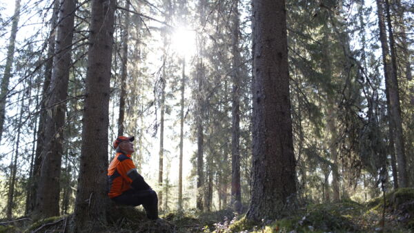 Monelta seitsemänkymppiseltä metsänomistajalta löytyy uudistuskypsää tukkimetsää, mutta onko myyntihaluja, jos talousasiat ovat hyvällä mallilla. (Kuvaaja: Sami Karppinen)