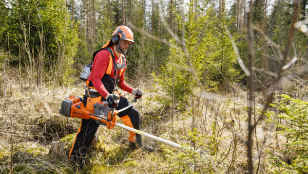 Metsuri Juhan Sepp
harventaa kuusivaltaista taimikkoa Mäntässä.(Kuvaaja: Seppo Samuli)