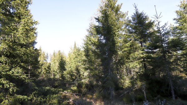 Alikasvoskuusien harvennuksen jälkeen ajourien väliin kasvamaan jää lähes täystiheä kuusitaimikko. Urat helpottavat raivaajan työtä, sillä puita voi kaataa niille. (Kuvaaja: Sami Karppinen)