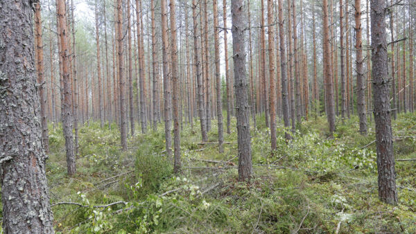 Ennakkoraivattu kesällä korjattava harvennusleimikko valmiina korjuuseen? Kuitupuun ostajat ovat nyt juuri tällaisten kohteiden perässä. Hinta voi olla metsänomistajalle iloinen yllätys, mutta ostajien välisissä tarjouksissa on isoja eroja (Kuvaaja: Sami Karppinen)