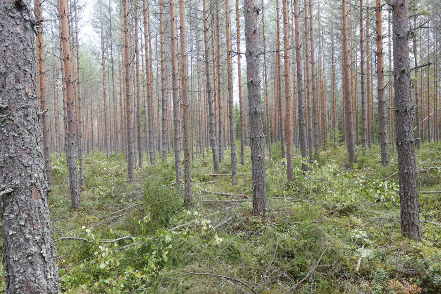 Ennakkoraivattu kesällä korjattava harvennusleimikko valmiina korjuuseen? Kuitupuun ostajat ovat nyt juuri tällaisten kohteiden perässä. Hinta voi olla metsänomistajalle iloinen yllätys, mutta ostajien välisissä tarjouksissa on isoja eroja (Kuvaaja: Sami Karppinen)