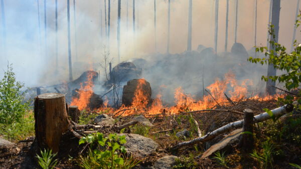 Ennallistamispoltot jäljittelevät luonnollisia metsäpaloja. (Kuvaaja: Keijo Kallunki)