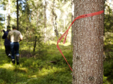 Metsänhoitoyhdistyksie on viime vuosina yhdistetty eri puolilla maata. Sama kehitys jatkuu. (Kuva: Mikko Riikilä)