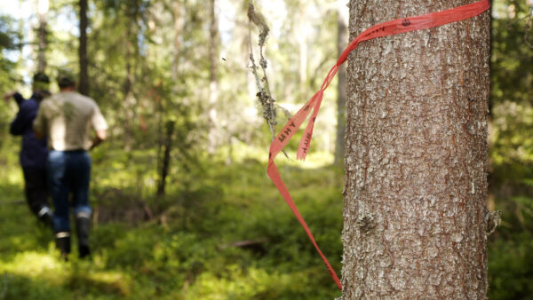 Metsänhoitoyhdistyksie on viime vuosina yhdistetty eri puolilla maata. Sama kehitys jatkuu. (Kuva: Mikko Riikilä)