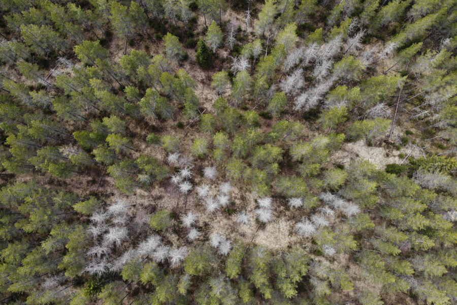 Okakaarnakuoriainen ei tuhoa männikköä systemaattisesti, vaan tappaa puita yleensä ryhmittäin kuten Keski-Suomessa Multialla on käynyt.  (Kuvaaja: Sami Karppinen)