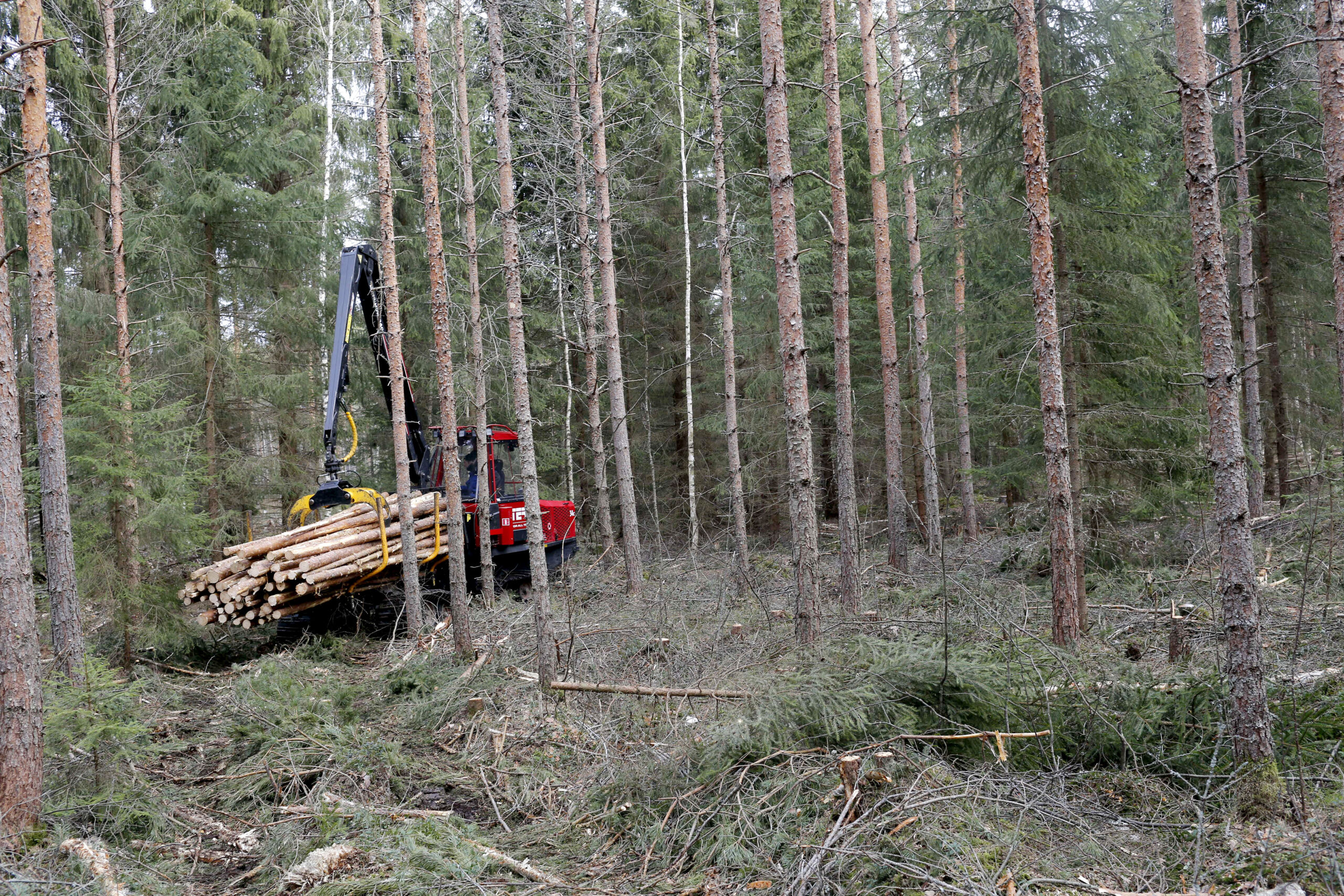 Pikkukone harventaa myös ajourien välistä