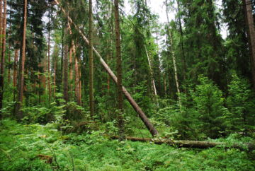 Lakirajat ylittävä vahingoittunut puusto on korjattava metsästä heinä-elokuussa alueesta ja puulajista riippuen.(Kuvaaja: Mikko Häyrynen)
