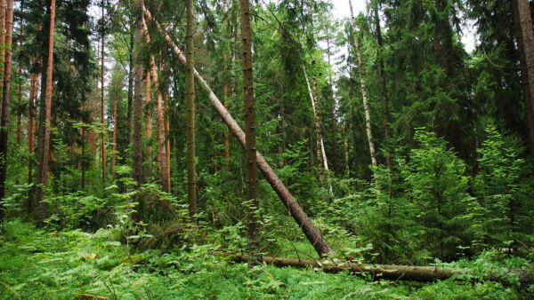 Lakirajat ylittävä vahingoittunut puusto on korjattava metsästä heinä-elokuussa alueesta ja puulajista riippuen.(Kuvaaja: Mikko Häyrynen)
