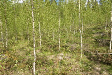 Toisinaan hirvituhot pysyvät koivuntaimikossa kohtuullisella tasolla. (Kuvaaja: Heli Virtanen)