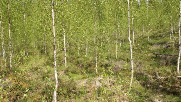 Toisinaan hirvituhot pysyvät koivuntaimikossa kohtuullisella tasolla. (Kuvaaja: Heli Virtanen)
