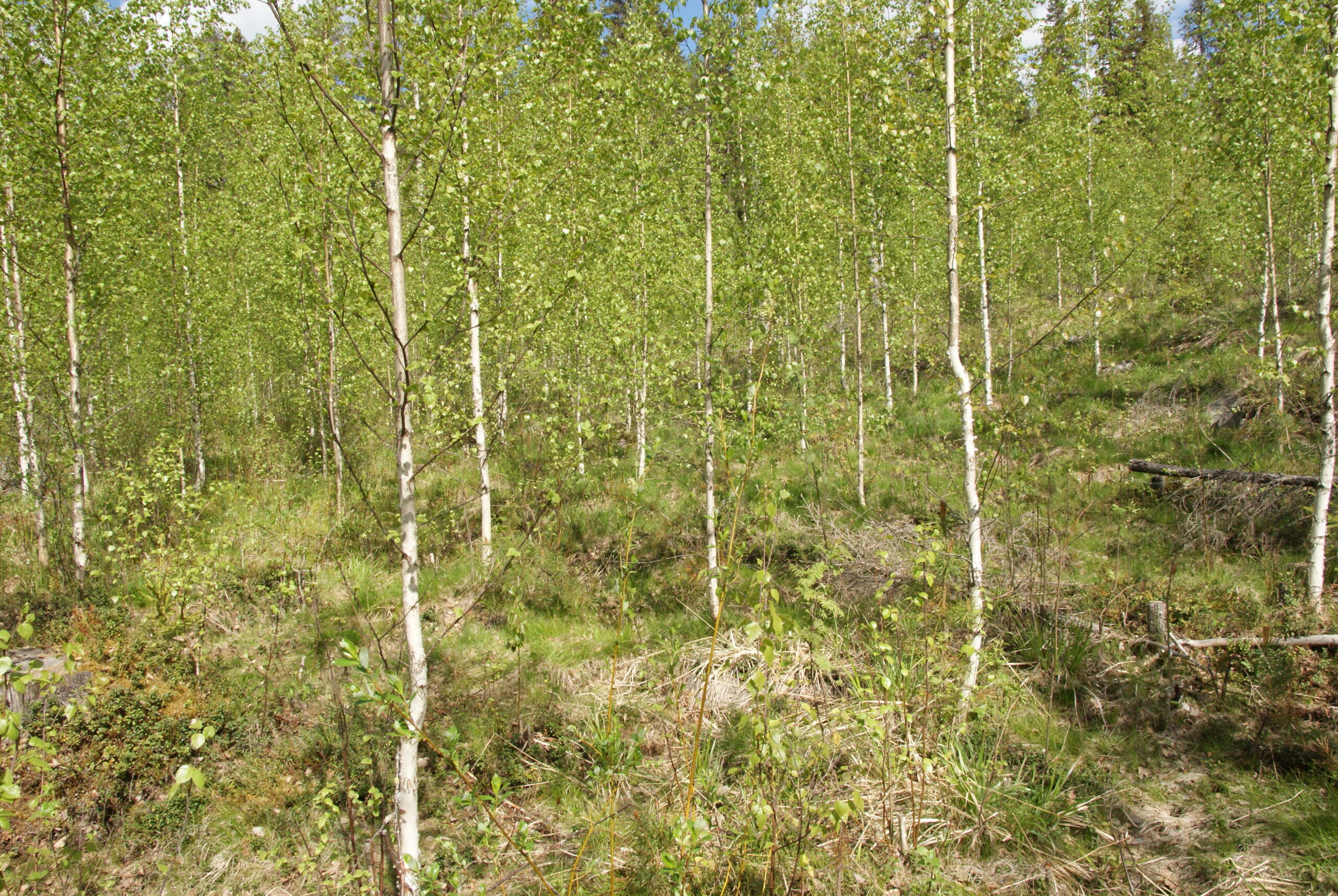 15 kysymystä hirvistä ja metsätaloudesta