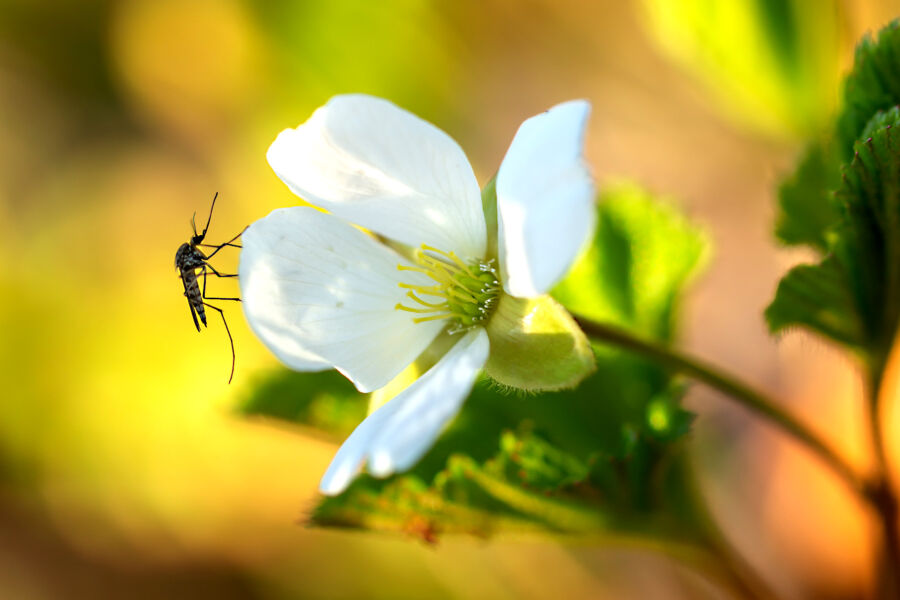 Insects of the North (Pohjoisen hyönteiset) -hanke kartoittaa paitsi hyttyslajistoa myös hillan pölyttäjiä. Hyttysiä paljon tärkeämpiä hillankukkien pölyttäjiä ovat kärpäset. (Kuvaaja: Anne Talvensaari)