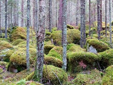 Tänä vuonna myyntiin on tullut jo runsaat 800 metsätilaa. (Kuva: Hannu Liljeroos)