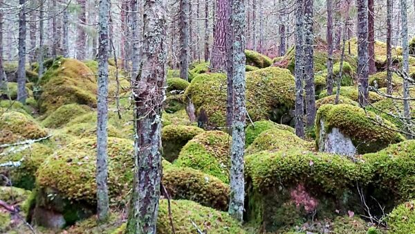 Tänä vuonna myyntiin on tullut jo runsaat 800 metsätilaa. (Kuva: Hannu Liljeroos)