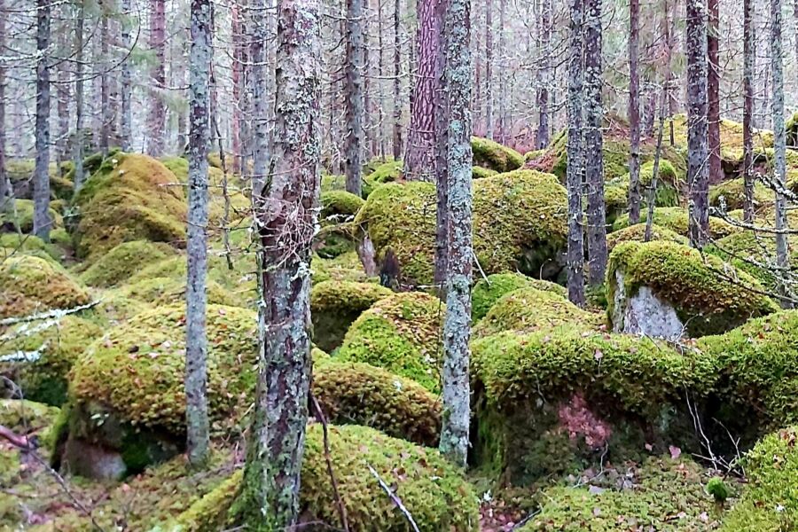 Tänä vuonna myyntiin on tullut jo runsaat 800 metsätilaa. (Kuva: Hannu Liljeroos)