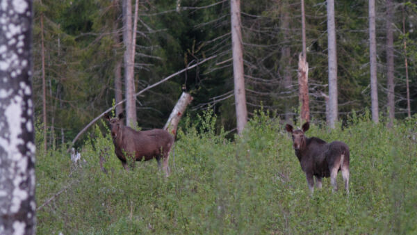 Esimerkiksi puulajin vaihtaminen lahovikaisesta kuusikosta rauduskoivikoksi ei onnistu nykyisin ylisuuren hirvikannan vuoksi, kirjoittavat keskipohjalaiset metsänomistajat maa- ja metsätalousministerille. (Kuvaaja: Sami Karppinen)
