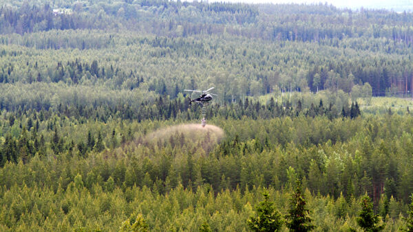 Metsäkeskuksen mukaan Suomessa on 965 000 hehtaaria metsää, joka soveltuu ennen päätehakkuuta tehtävään kasvatuslannoitukseen. Näiden kohteiden kertalannoituksella lisäkasvua voitaisiin saada noin 11 miljoonaa kuutiota kahdeksan vuoden aikana. (Kuvaaja: Sami Karppinen)