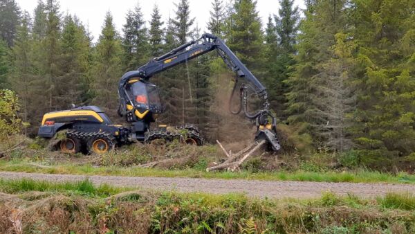Hakattu metsä oli noin 30-vuotiasta pellolle istutettua kuusikkoa, joka oli Sorsan mukaan kärsinyt märkyydestä ja erilaisista tuhoista. (Kuvaaja: Veikko Sorsa)