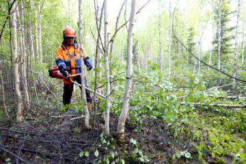 Sikaruton torjunta-alueella on rajoitettu metsätöiden tekemistä. Esimerkiksi raivaussahatöitä ei voi tehdä kuin akkusahalla.  (Kuvaaja: Sami Karppinen)
