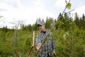 Hirvet tuhosivat viime kesänä raivatusta kuusitaimikosta sekapuuksi jätetyt koivut talven aikana. (Kuvaaja: Sami Karppinen)