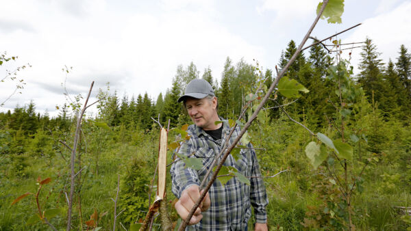 Hirvet tuhosivat viime kesänä raivatusta kuusitaimikosta sekapuuksi jätetyt koivut talven aikana. (Kuvaaja: Sami Karppinen)