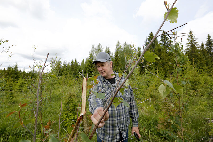 Hirvet tuhosivat viime kesänä raivatusta kuusitaimikosta sekapuuksi jätetyt koivut talven aikana. (Kuvaaja: Sami Karppinen)