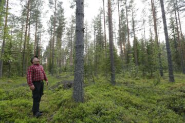 Tämä voisi olla hyvä kohde kasvatuslannoitukselle, toteaa Tuukka Kauppinen muutama vuosi sitten metsänhoitoyhdistyksen korjuupalvelun toimesta harvennetussa männikössä, jossa puiden laatu on hyvä. (Kuvaaja: Sami Karppinen)