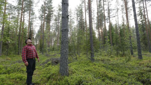Tämä voisi olla hyvä kohde kasvatuslannoitukselle, toteaa Tuukka Kauppinen muutama vuosi sitten metsänhoitoyhdistyksen korjuupalvelun toimesta harvennetussa männikössä, jossa puiden laatu on hyvä. (Kuvaaja: Sami Karppinen)