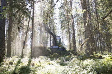Varttuneen kuusikon harvennukseen liittyy huomattavia metsätuhoriskejä. Kuumuus ja kuivuus vaikuttavat kuusikoiden elinvoimaisuuteen jatkossa yhä todennäköisemmin. (Kuvaaja: Sami Karppinen)