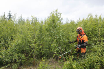 Jatkossa metka-tuen määrä saattaa porrastua sen mukaan kuinka paljon taimikkoon jätetään kasvamaan lehtipuuta. Maa- ja metsätalousministeriö odottaa lausuntoja esityksestä 18. heinäkuuta mennessä.  (Kuvaaja: Sami Karppinen)