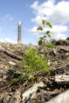 Sekametsän perustamisessa kannattaa hyödyntää luontaista lehtipuuta. Kuvassa istutettu mänty ja uudistusalalle luontaisesti syntynyt rauduskoivu. (Kuvaaja: Marjaana Malkamäki)