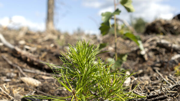 Sekametsän perustamisessa kannattaa hyödyntää luontaista lehtipuuta. Kuvassa istutettu mänty ja uudistusalalle luontaisesti syntynyt rauduskoivu. (Kuvaaja: Marjaana Malkamäki)