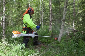 Stihlin uuden akkuraivaussahan teho riittää myös nuoren metsän harventamiseen. (Kuvaaja: Mikko Riikilä)