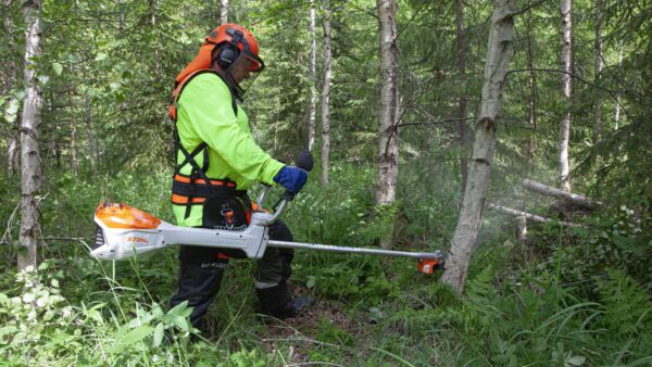 Stihlin uuden akkuraivaussahan teho riittää myös nuoren metsän harventamiseen. (Kuvaaja: Mikko Riikilä)