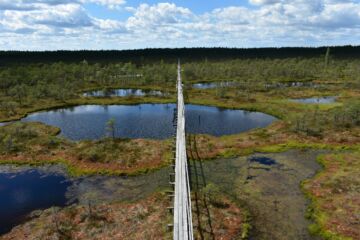 Männikjärven luonnontilaista suoaluetta Virossa. (Kuvaaja: Iuliia Burdun / Aalto-yliopisto)