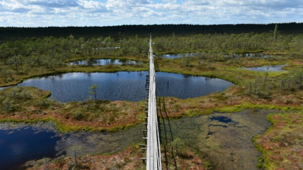 Männikjärven luonnontilaista suoaluetta Virossa. (Kuvaaja: Iuliia Burdun / Aalto-yliopisto)