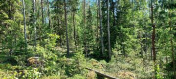 Iisalmen Hanhimäen suojelumetsä käsittää sekametsää ja rämeitä. (Kuvaaja: Harri Hölttä/Luonnonperintösäätiö)