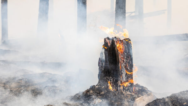 Vuonna 2024 Metsähallitus toteutti erilaisia polttoja valtion mailla koko maassa yhteensä 527 hehtaarin alueella. (Kuvaaja: Pekka Ovaskainen/Metsähallitus)