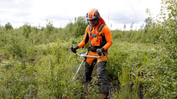 Kannustekokeilussa metsänomistaja voisi saada lisää tukea siitä, että jättää riittävän taimikkoon lehtipuusekoituksen. (Kuvaaja: Sami Karppinen)