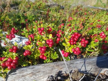 Puolukkasadosta on tulossa hyvä tänä vuonna.  (Kuvaaja: Sami Karppinen)