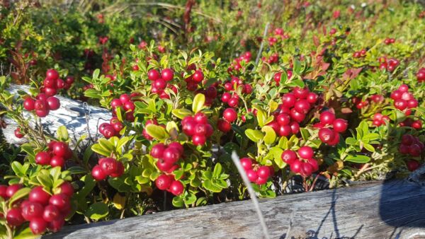 Puolukkasadosta on tulossa hyvä tänä vuonna.  (Kuvaaja: Sami Karppinen)