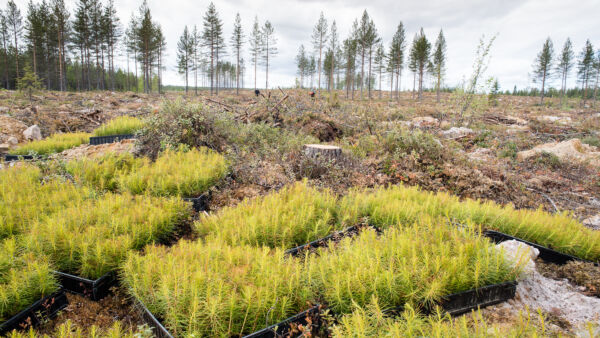 Männyntaimia odottamassa istutusta Rovaniemellä. Luonnonvarakeskuksen tilastojen mukaan taimien istutus ja siementen kylvö on vähentynyt vuosina 2016–2024 Lapissa tuhansilla hehtaareilla. (Kuvaaja: Juha Ollila)
