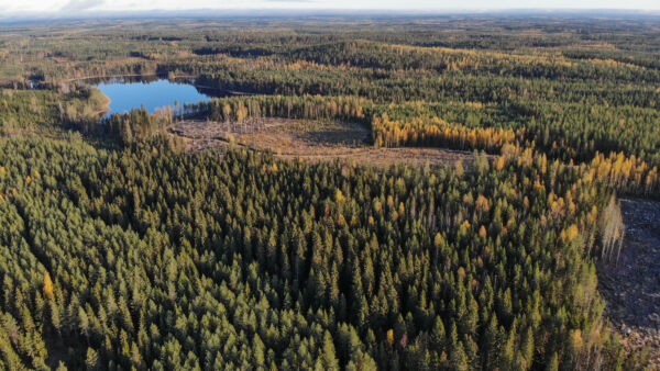 Metsätilamarkkinoilla syksystäkin odotetaan varsin vilkasta. Kysyntää on riittänyt, vaikka tilojen tarjonta on ollut tänä vuonna selvästi viime vuotta runsaampaa. (Kuvaaja: Sami Karppinen)