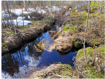 Kajaanin Matosuolla ryhdytään ennallistamistoimiin - laskuoja padotaan ja ojalinjoilta poistetaan puustoa. Kuva: Aari yhteismetsä