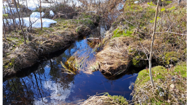 Kajaanin Matosuolla ryhdytään ennallistamistoimiin - laskuoja padotaan ja ojalinjoilta poistetaan puustoa. Kuva: Aari yhteismetsä