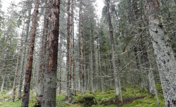 Hyönteisvahinkojen korvaushakemusten määrä vakuutusyhtiöissä on ollut nousussa. (Kuvaaja: Sami Karppinen)