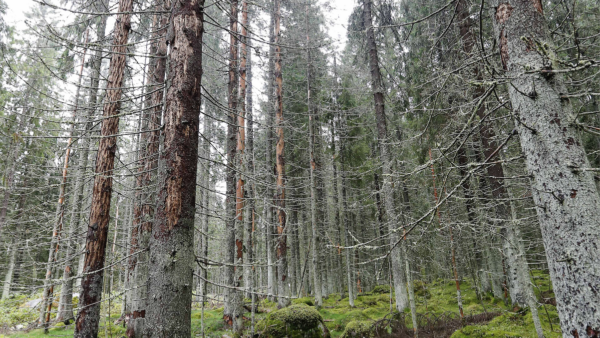 Hyönteisvahinkojen korvaushakemusten määrä vakuutusyhtiöissä on ollut nousussa. (Kuvaaja: Sami Karppinen)