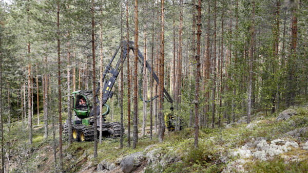 Koneurakointi Kollanus Oy:n yrittäjä Eero Kollanuksella on riittänyt työtä tasaisesti metsänhoitoyhdistys Päijänteen korjuupalvelun työmailla. Viime viikolla Kollanus harvensi männikköä Laukaassa. Paikoin metsäyhtiöiden tuotannonrajoitukset ovat jo heijastuneet myös puunkorjuuseen. (Kuvaaja: Sami Karppinen)