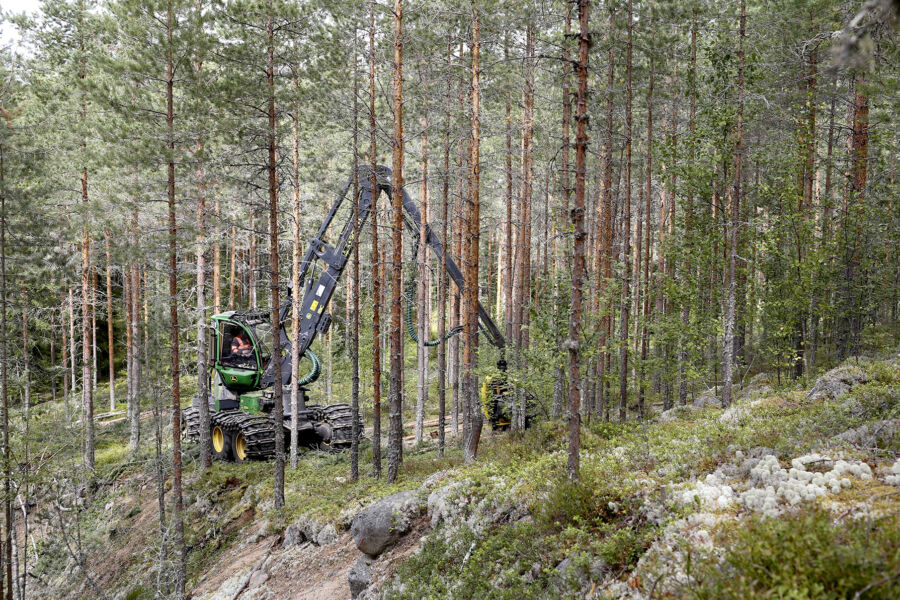 Koneurakointi Kollanus Oy:n yrittäjä Eero Kollanuksella on riittänyt työtä tasaisesti metsänhoitoyhdistys Päijänteen korjuupalvelun työmailla. Viime viikolla Kollanus harvensi männikköä Laukaassa. Paikoin metsäyhtiöiden tuotannonrajoitukset ovat jo heijastuneet myös puunkorjuuseen. (Kuvaaja: Sami Karppinen)